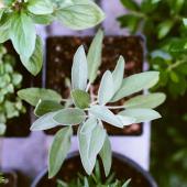 Herb gardens, new equipment, new garden ideas