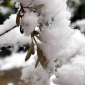 Close-up of an olive tree branch covered in heavy snow.