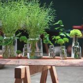 Potions with plants on a bench, fertilizers and treatments