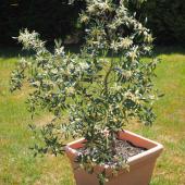 Potted olive tree, still young at this stage.