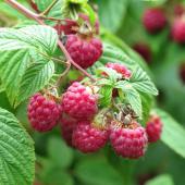 Raspberry bush with a handful of raspberries growing on it.