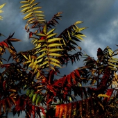 Staghorn sumac leaves burst in color as the sun lights them from below with a backdrop of a dark gray stormy sky.
