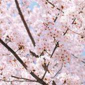 5 trees that bloom in spring, here is the cherry tree.