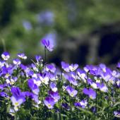 Field of violets in full bloom