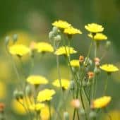 Weeds with health benefits include dandelion