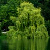 Large willow weeping along the side of a lake
