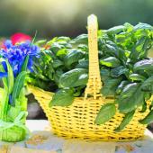 Yellow basket with a healthy basil harvest.