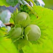 Three unripe Corylus avellana fruits on a branch.