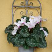 A white-flowered cyclamen growing in a flower pot hanging on a wall.