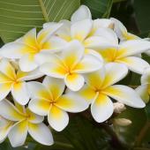 Frangipani flower tree