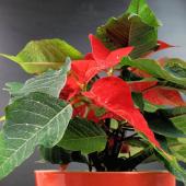 New red leaves appearing among green poinsettia foliage.