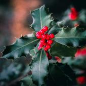 Holly leaves with a cluster of berries