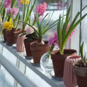 flowering plants in winter on a windowsill: hyacinth and poinsettia