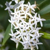Cluster of white jasmine flowers