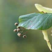 Lime tree leaf and seed pods