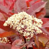 Photinia shrub with a cluster of white flowers in the foreground and bright red leaves in the background.