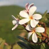 Plumeria flowers