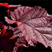 Deep red purple filbert leaf against a pitch black background.