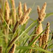 Carex sedge growing near water