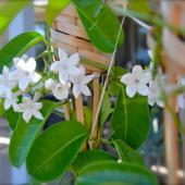 Stephanotis laced into a wickered lattice (torches in this case).