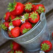 A tin bucket filled with strawberries on a dark wooden plank.