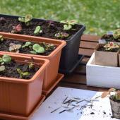 Transplaning cuttings and seedlings