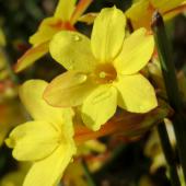Two yellow winter jasmine flowers.