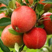 Luscious apples on the apple tree.