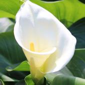 White arum flower unfolding, with leaves.