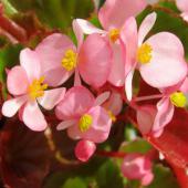 Beautiful pink begonia flowers with yellow centers.