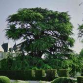 Tall and mature cedar tree