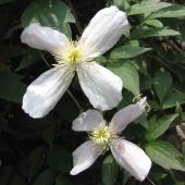Two white four-petaled Clematis montana flowers.