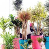 Dracaena varieties come in many types, sizes and colors.