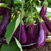 Bountiful eggplant with a dozen eggplants.