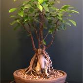 Old ficus ginseng with beautiful roots.