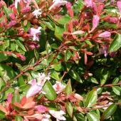 Glossy abelia flowering in shades of pink