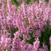 Pink heather, Calluna vulgaris