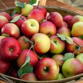 Increase fruit harvest - a basket of apples.