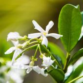 Blooming Indian jasmine vine