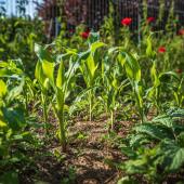 Healthy vegetable patch with natural fertilizer