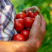 Gardener with an armful of ripe tomatoes