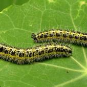 Two caterpillars on a nasturtium leaf with pellets of waste.
