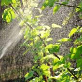 Organic treatments for fruit trees