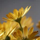 Yellow osteospermum flowers indoors.