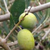Plump Picholine olives on the branch.