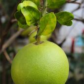 Large round green pomelo fruit hanging from a branch.