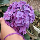 Pruning and trimming a hydrangea