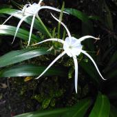 Two white spider lily flowers with thick glossy leaves.