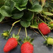 Strawberry plant with leaves and three fruits resting on a protective piece of slate.