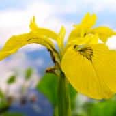 Yellow iris flower, also called marsh iris